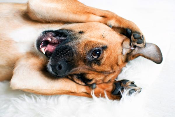 5 consejos para ayudar a tu perro inquieto a dormir mejor