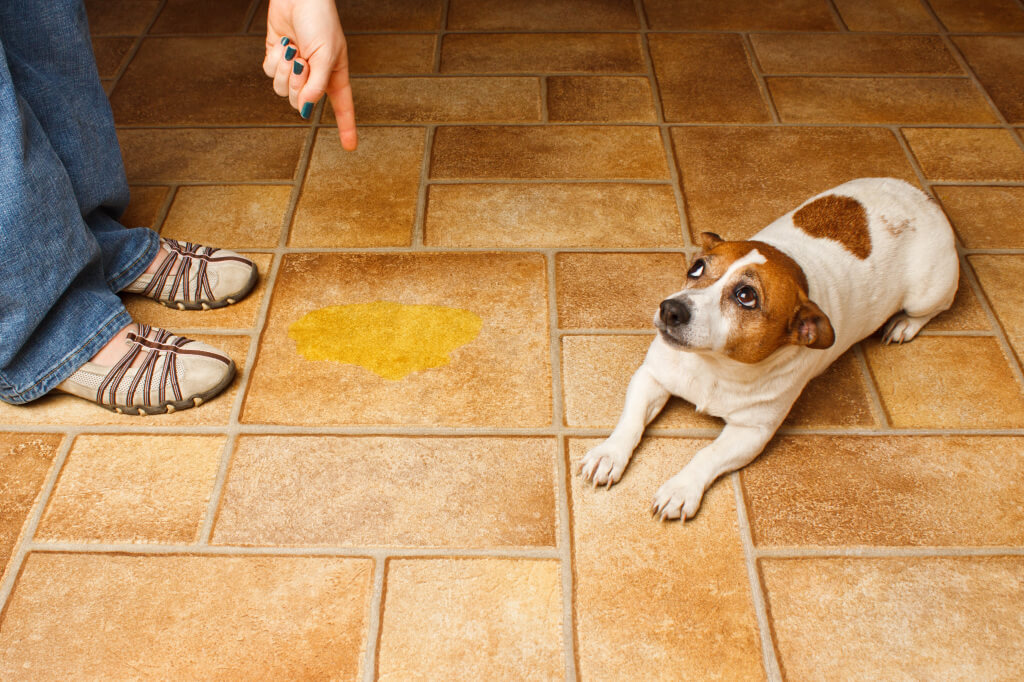 5 Productos ideales para fregar el suelo con perros en casa