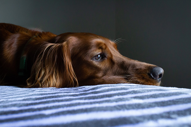 5 razones por las que tu perro vomita por las mañanas: todo lo que necesitas saber