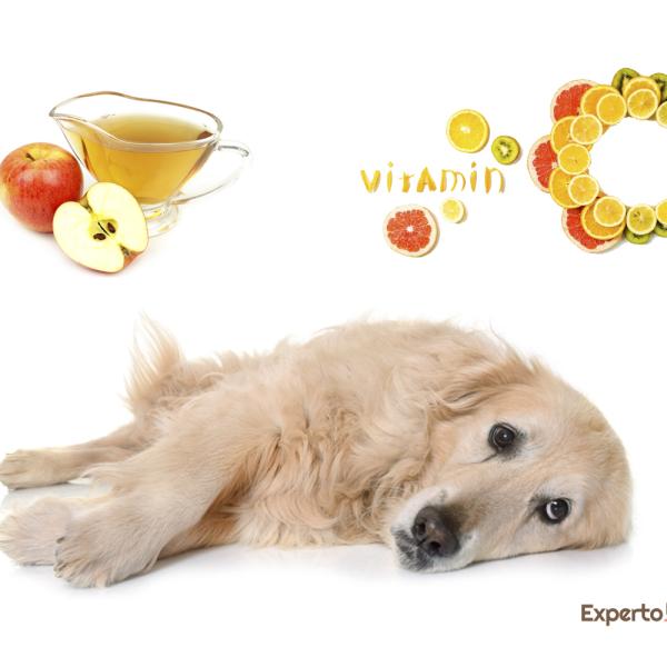 5 Remedios Caseros Efectivos para Tratar Piedras en la Vejiga de tu Perro