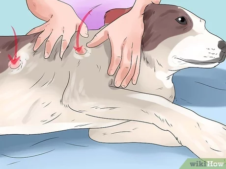 5 remedios caseros para aliviar la irritación anal en perros