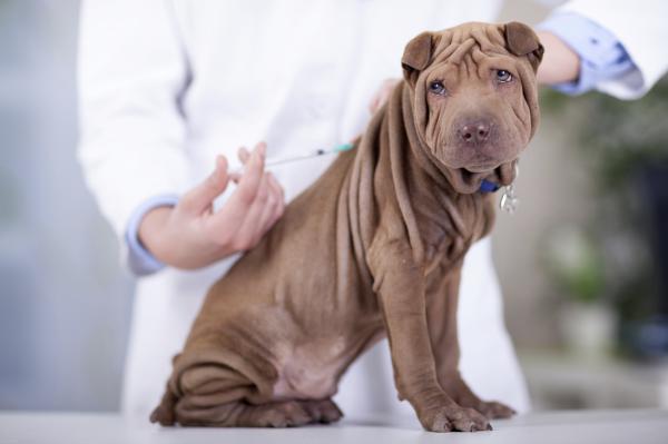 5 señales para detectar si tu perro tiene fiebre