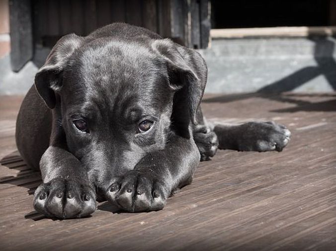 Cáncer de bazo en perros: Descubre su esperanza de vida