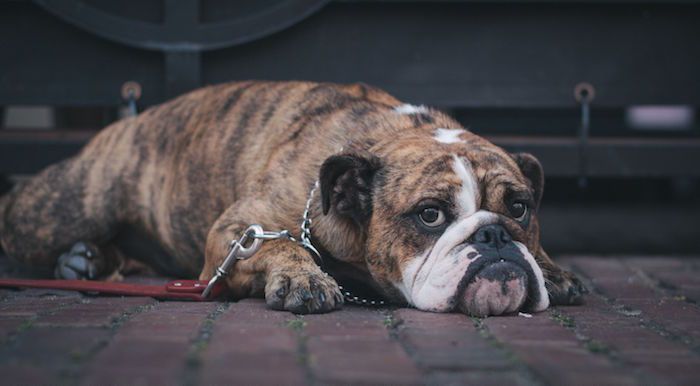¿Cómo afrontar la pérdida cuando tu perro ha muerto de repente?