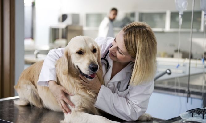 Consejos para ayudar a tu perro a orinar después de una operación