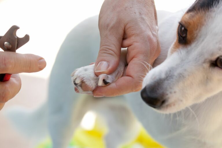Consejos para cortar las uñas de tu perro con un cortauñas común