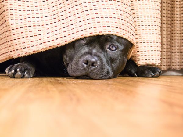 Consejos para ganar la confianza de un perro miedoso: ¡Hazlo sentir seguro!