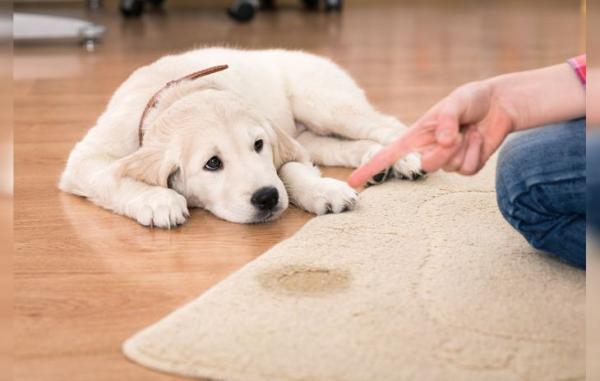 Controla la agresividad de tu perro atado: Consejos efectivos