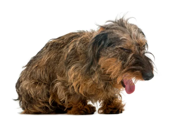 Corazón grande en perros: ¿Cómo prevenir el edema pulmonar?