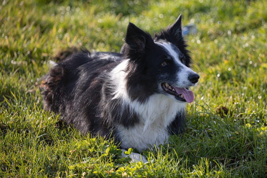 Descubre cómo aumentar la esperanza de vida de un perro con artrosis