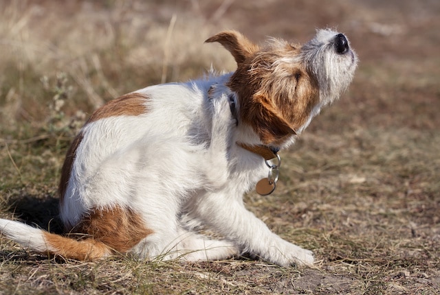 Descubre cómo identificar las pulgas en tu perro