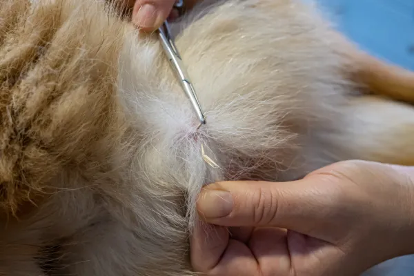 Descubre cómo tratar los bultos en la espalda de tu perro