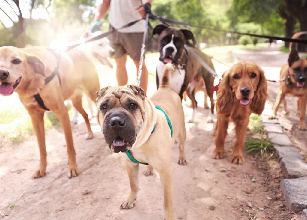 ¡Descubre cuánto puedes ganar paseando perros en España!