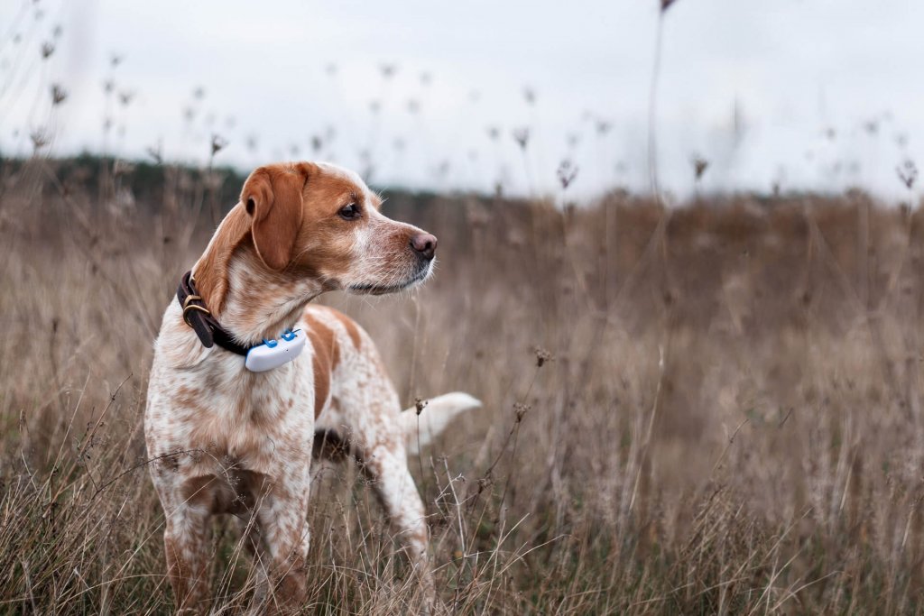 Descubre cuántos kilómetros puede correr un perro y cómo entrenarlo
