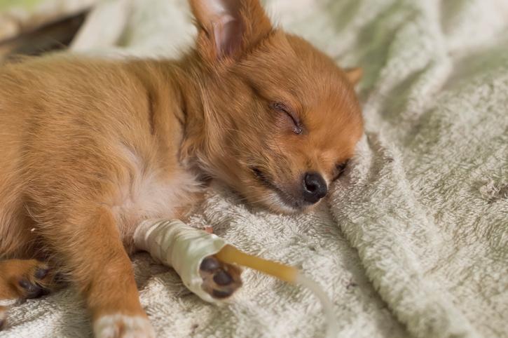Descubre los síntomas del parvovirus en perros: ¡Protége a tu mascota!