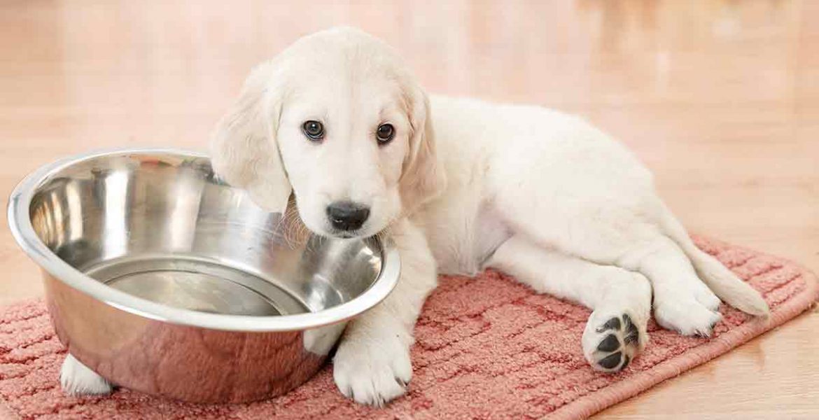 Descubre por qué el pepino es un excelente alimento para tu perro