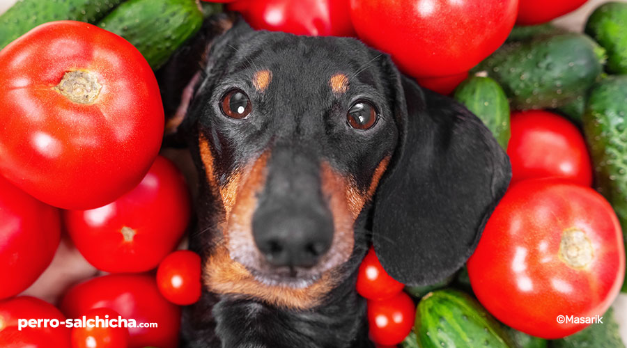 ¡Descubre si los perros pueden comer zanahoria y sus beneficios!