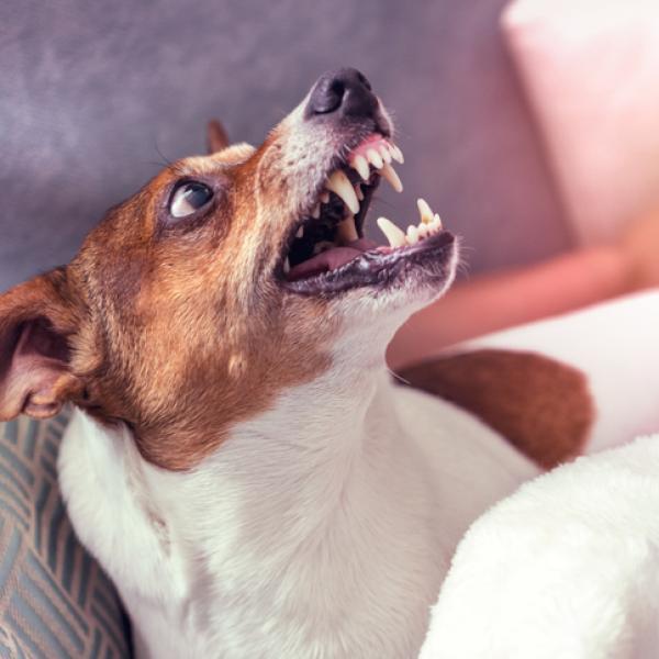 Descubriendo el significado de que los perros se acerquen a ti: ¿Qué quieren comunicarte?