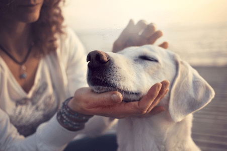 Detecta los síntomas de la leishmaniosis en perros: guía para su identificación