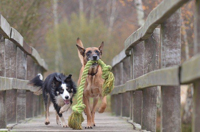 Dónde tienen el corazón los perros: Descubre la verdad detrás del amor canino