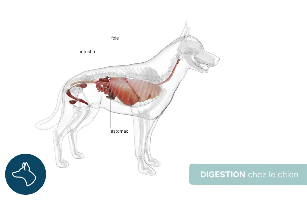 El proceso de reproducción del perro: todo lo que necesitas saber
