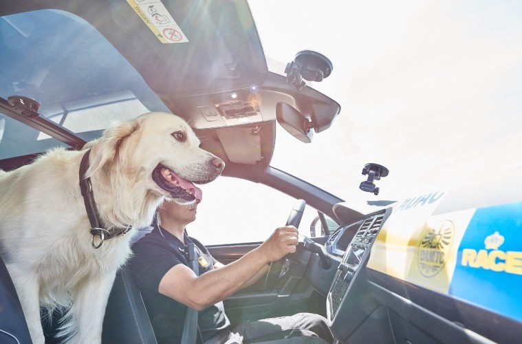 ¿Es seguro dejar a tu perro en el coche durante el invierno? Descubre la verdad aquí