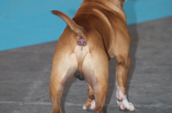 Guía completa: Cómo vaciar las glándulas anales de tu perro