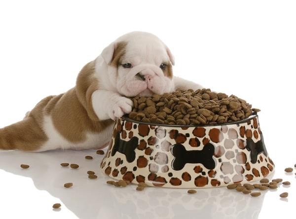 La edad adecuada para que los perros puedan comer huesos: Lo que debes saber