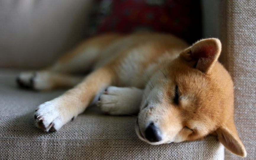 La esperanza de vida en perros con enfermedad de Addison: lo que necesitas saber