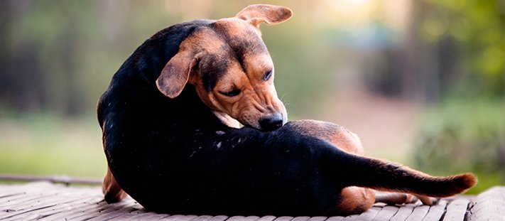 ¡Protege la salud de tu mascota! Descubre cómo prevenir y tratar los problemas de hígado en perros