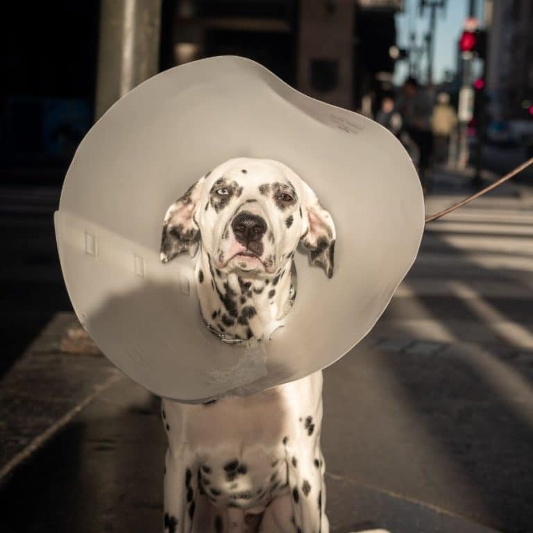 Puntos de sutura infectados en perros: ¡Conoce cómo prevenir y tratar esta complicación!