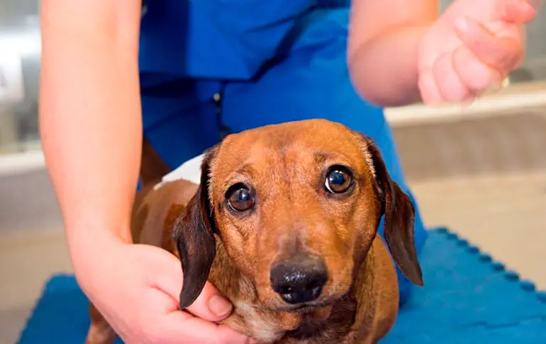 Recuperación de un perro con hernia discal: ¡Sí se puede!