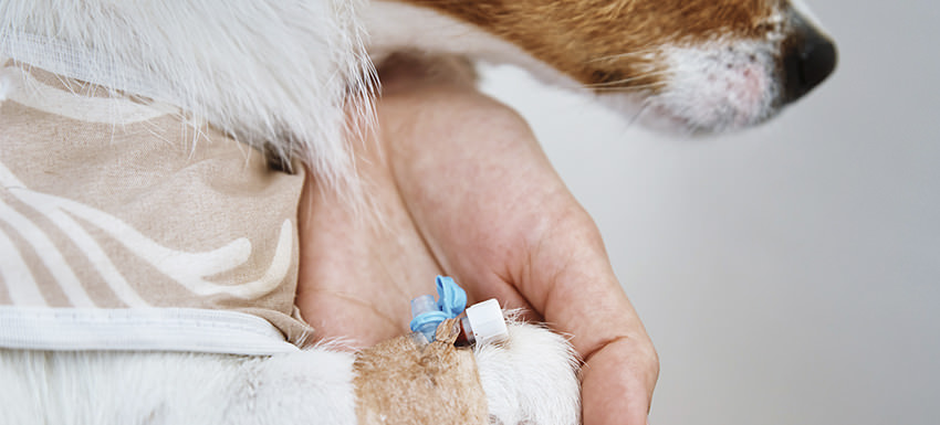 Sedación vs. Anestesia: ¿Cuál es la diferencia en perros?