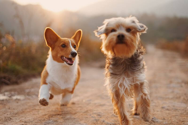 Síntomas de ictus en perros: Lo que todo dueño debe saber