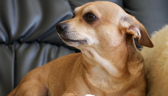 Síntomas preocupantes: ¿Qué sucede cuando un perro come plástico?