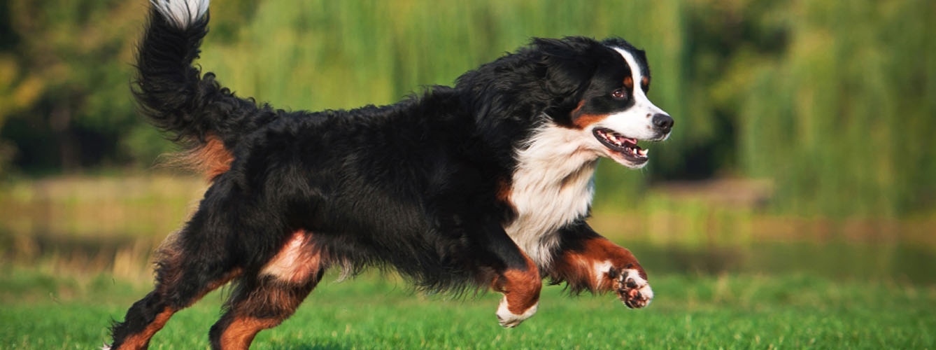 Todo lo que debes saber sobre la leishmania en perros: causas, síntomas y prevención