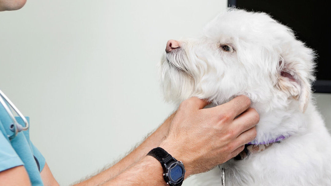 Todo lo que debes saber sobre la leishmaniasis en perros