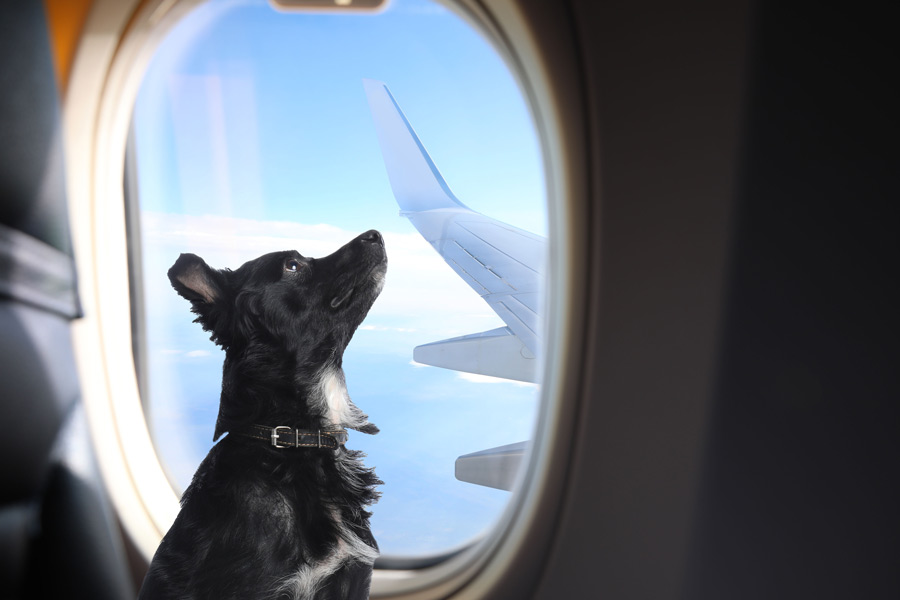 Todo lo que necesitas saber sobre transportines homologados para que tu perro viaje en cabina de avión