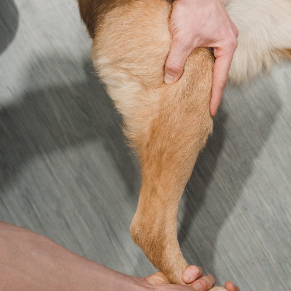 Tratamiento conservador para la rotura de ligamento cruzado en perros: opciones y cuidados